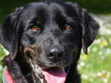 Chienne Labrador noire de 3 ans à adopter