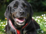 Chienne Labrador noire de 3 ans à adopter