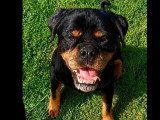 Chienne Rottweiler de 8 ans en attente d'adoption