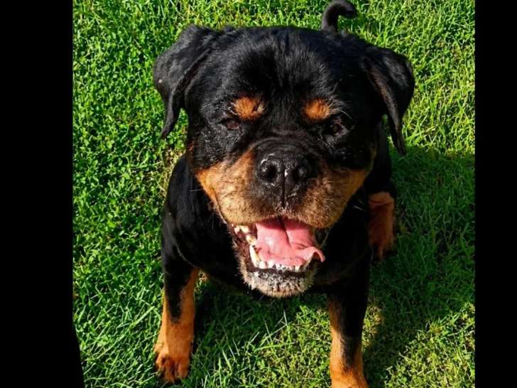 Chienne Rottweiler de 8 ans en attente d'adoption