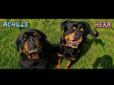 Chienne Rottweiler de 8 ans en attente d'adoption