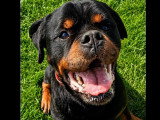 Chien Rottweiler de 8 ans à la recherche d'une famille