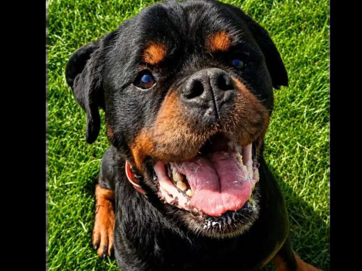 Chien Rottweiler de 8 ans à la recherche d'une famille