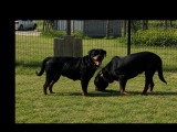 Chien Rottweiler de 8 ans à la recherche d'une famille