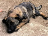 En quête d'un foyer : chiot mâle de 3 mois