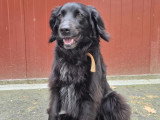 À adopter : chienne Cursinu noire de 5 ans