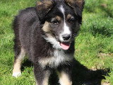 Prête pour l'adoption : chiot femelle Berger Australien tricolore de 4 mois