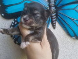 4 chiots Chihuahua poils longs nés en mai 2026 à réserver non LOF
