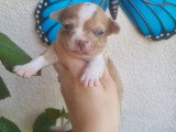 Portée de 5 chiots Chihuahua Poil Court non LOF à vendre