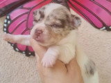 Portée de 5 chiots Chihuahua Poil Court non LOF à vendre