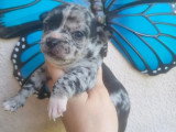 Portée de 5 chiots Chihuahua Poil Court non LOF à vendre