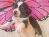 Portée de 5 chiots Chihuahua Poil Court non LOF à vendre