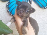 Portée de 5 chiots Chihuahua Poil Court non LOF à vendre
