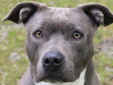 À adopter : chienne American Staffordshire Terrier de 4 ans au pelage bleu et blanc