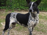 En attente d'adoption : chienne Border Collie noir et blanc d'un an