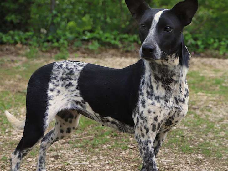 En attente d'adoption : chienne Border Collie noir et blanc d'un an