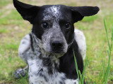 À la recherche d'une famille : chien Border Collie noir et blanc de 6 ans