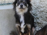 Disponible à l'adoption : chienne Chihuahua à poil long tricolore d'un an