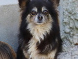 En attente d'un foyer : chienne Chihuahua à poil long de 6 ans