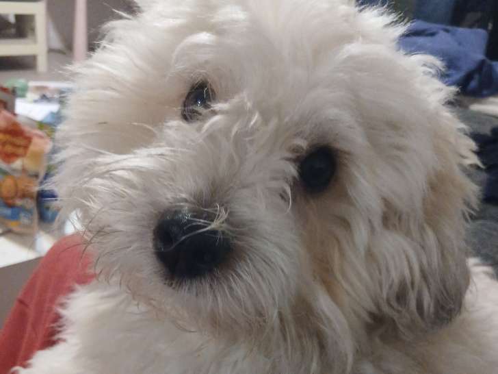 Coton de Tulear LOF