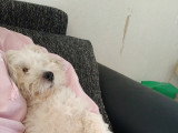 Mâle Coton de Tuléar disponible pour saillie