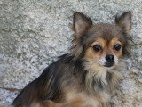 À adopter : chienne Chihuahua à poil long tricolore de 7 ans