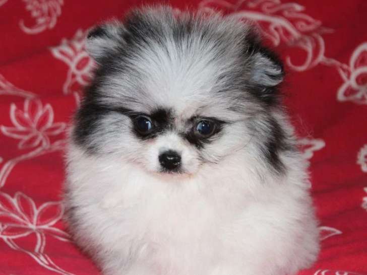 Chiot femelle Spitz nain bleu merle à réserver non LOF