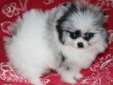 Chiot femelle Spitz nain bleu merle à réserver non LOF