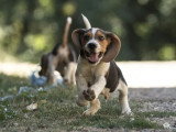 8 chiots Beagle non LOF nés en mai 2026 à réserver