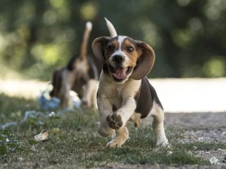 8 chiots Beagle non LOF nés en mai 2026 à réserver