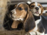 8 chiots Beagle non LOF nés en mai 2026 à réserver