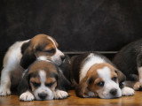 8 chiots Beagle non LOF nés en mai 2026 à réserver