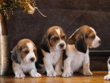 8 chiots Beagle non LOF nés en mai 2026 à réserver