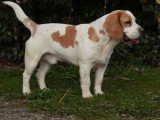 8 chiots Beagle non LOF nés en mai 2026 à réserver