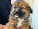 Lia, chiot femelle à adopter en association