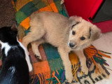Codita, chiot de Roumanie à adopter