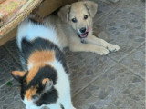 Codita, chiot de Roumanie à adopter