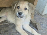 Codita, chiot de Roumanie à adopter