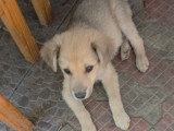 Codita, chiot de Roumanie à adopter