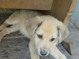 Codita, chiot de Roumanie à adopter