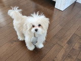 Chiot Maltipoo à vendre