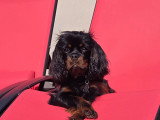 Recherche mâle Cavalier King Charles pour saillie