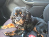 Recherche mâle Cavalier King Charles pour saillie