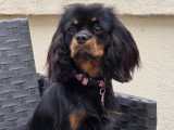 Recherche mâle Cavalier King Charles pour saillie