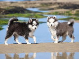 2 chiots femelles Pomsky non LOF nées en mars 2026 à vendre