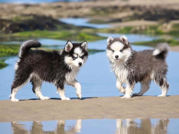 2 chiots femelles Pomsky non LOF nées en mars 2026 à vendre