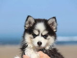2 chiots femelles Pomsky non LOF nées en mars 2026 à vendre
