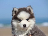 2 chiots femelles Pomsky non LOF nées en mars 2026 à vendre
