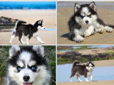 2 chiots femelles Pomsky non LOF nées en mars 2026 à vendre