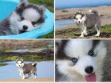 2 chiots femelles Pomsky non LOF nées en mars 2026 à vendre